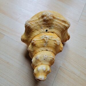 Large Yellow Sea Shell Decor Whelk Horse Conch Coastal Accent